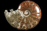 Polished, Agatized Ammonite (Cleoniceras) - Madagascar #94236-1